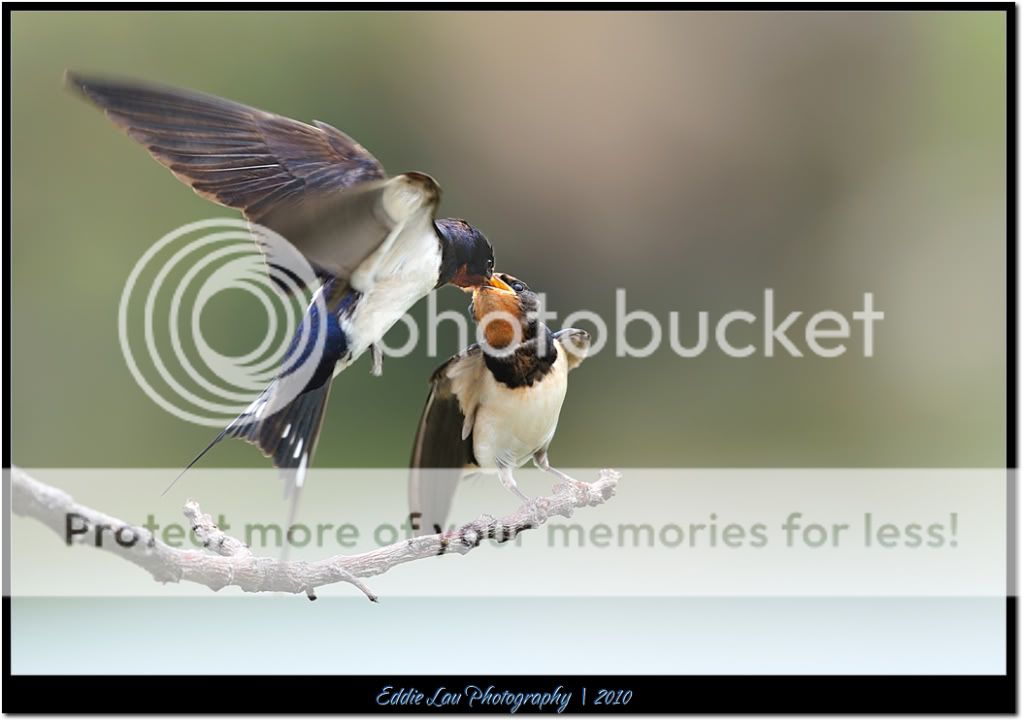 73 73 73 乳燕哺雏归 73 73 73